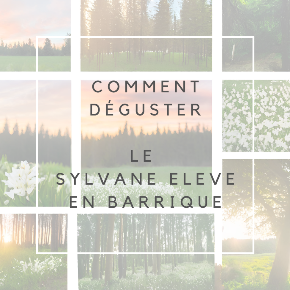 Sylvaner bio 2022 - élevé en barrique (75cl)