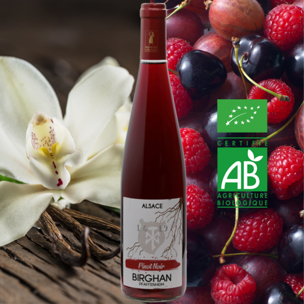 Pinot noir 2023 bio (75cl)