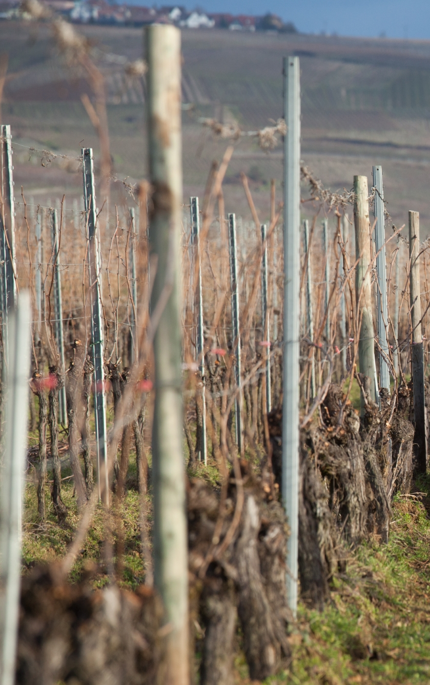 EARL Birghan Formaniak - Dégustation de vins secteur Eguisheim, Pfaffenheim, Riquewihr, Rouffach