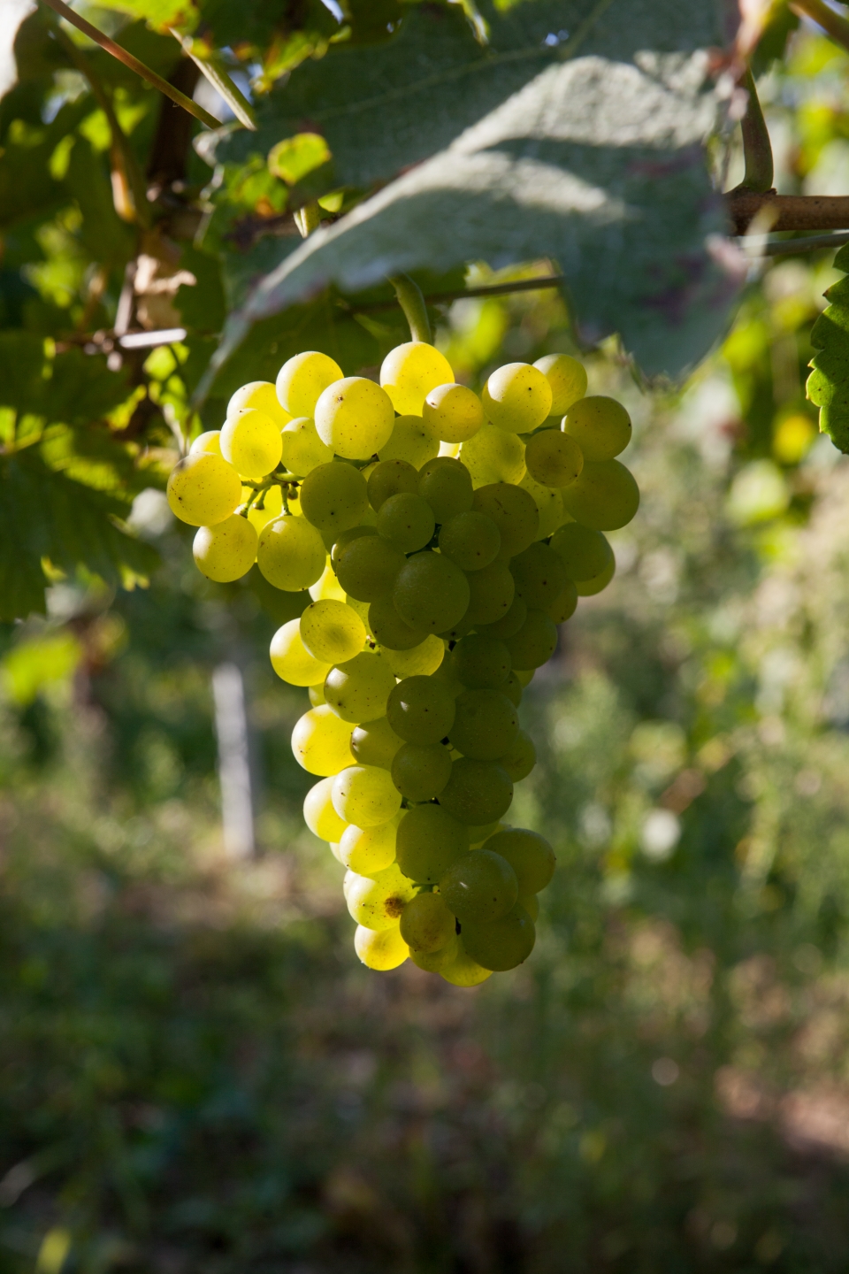 EARL Birghan Formaniak - Domaine viticole bio secteur Eguisheim, Pfaffenheim, Riquewihr, Rouffach